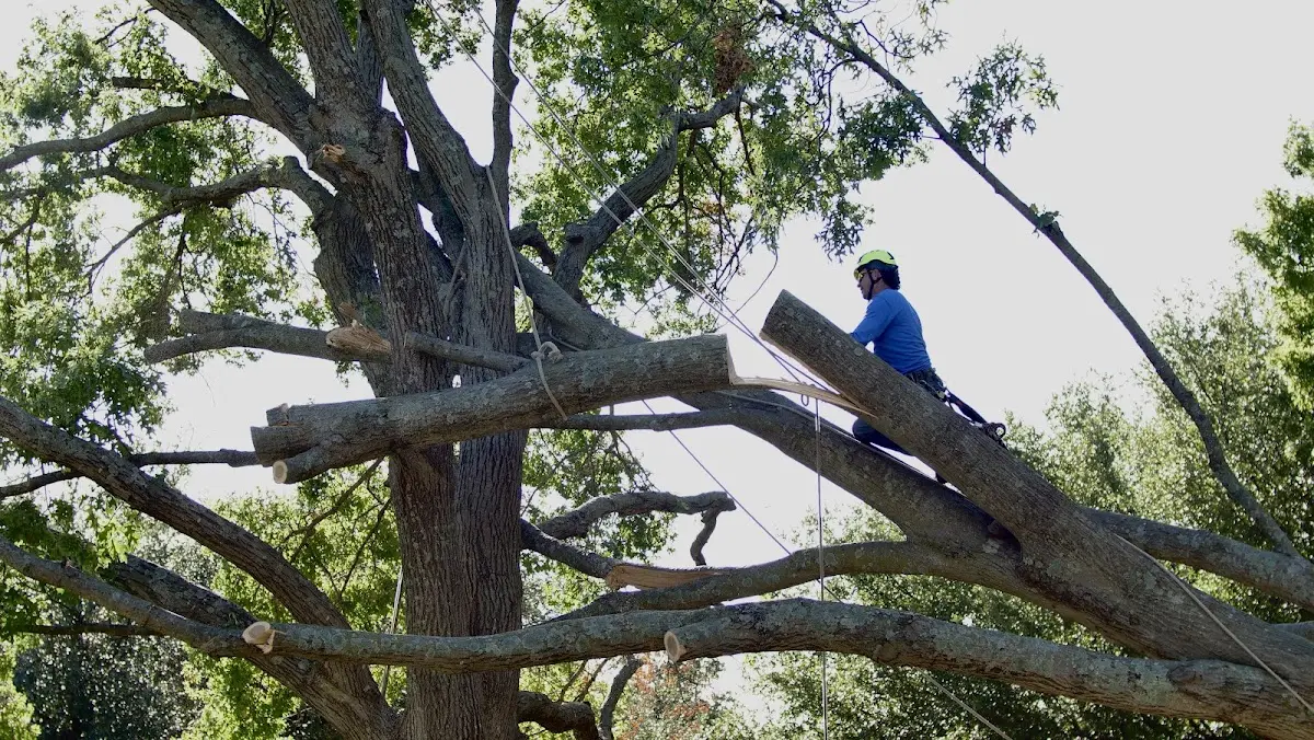 Professional Crown Thinning performed by certified arborists in Boston
