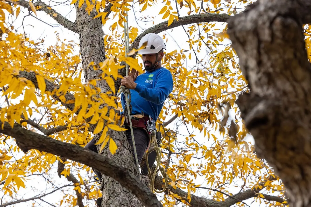 Skilled Tree Planting crew working in Boston